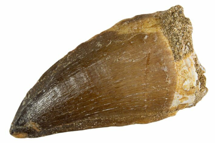 Fossil Mosasaur (Thalassotitan) Tooth - Morocco #345095